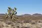 Mojave_2009 (158)