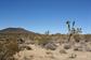 Mojave_2009 (169)