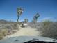 Mojave_2009 (230)