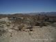 Mojave_2009 (303)